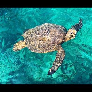 Meet your Posher, Faye